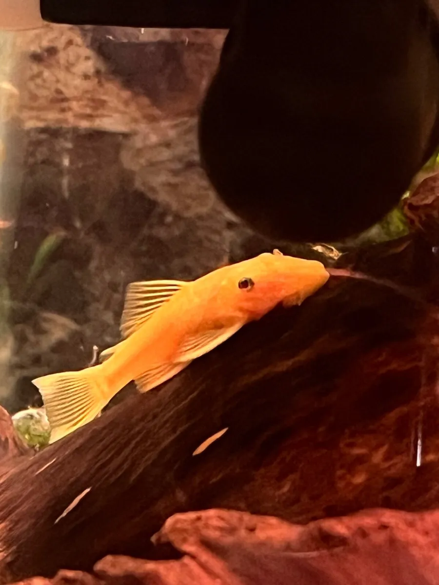 Tropical fish - Image 4