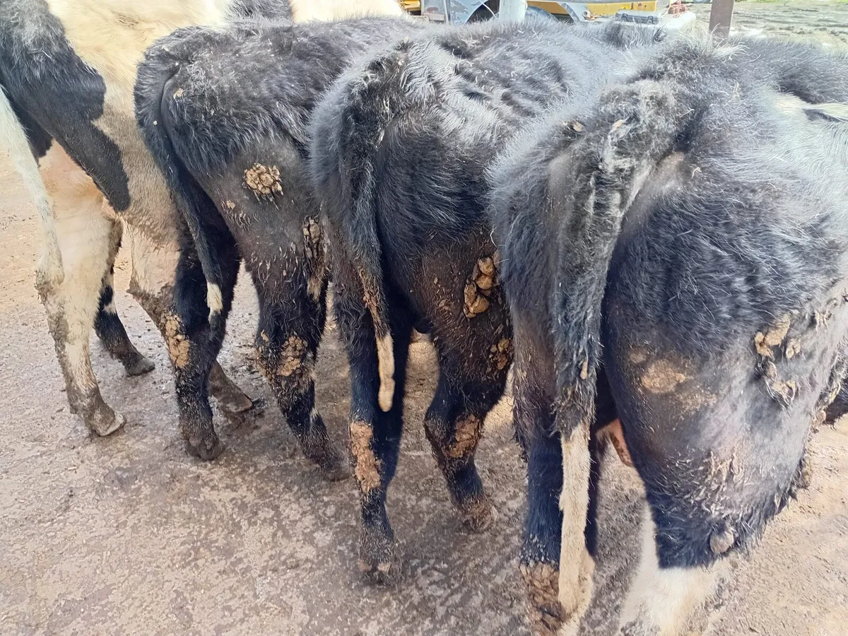 FOR Sale 5 Weanling Bulls - Image 3