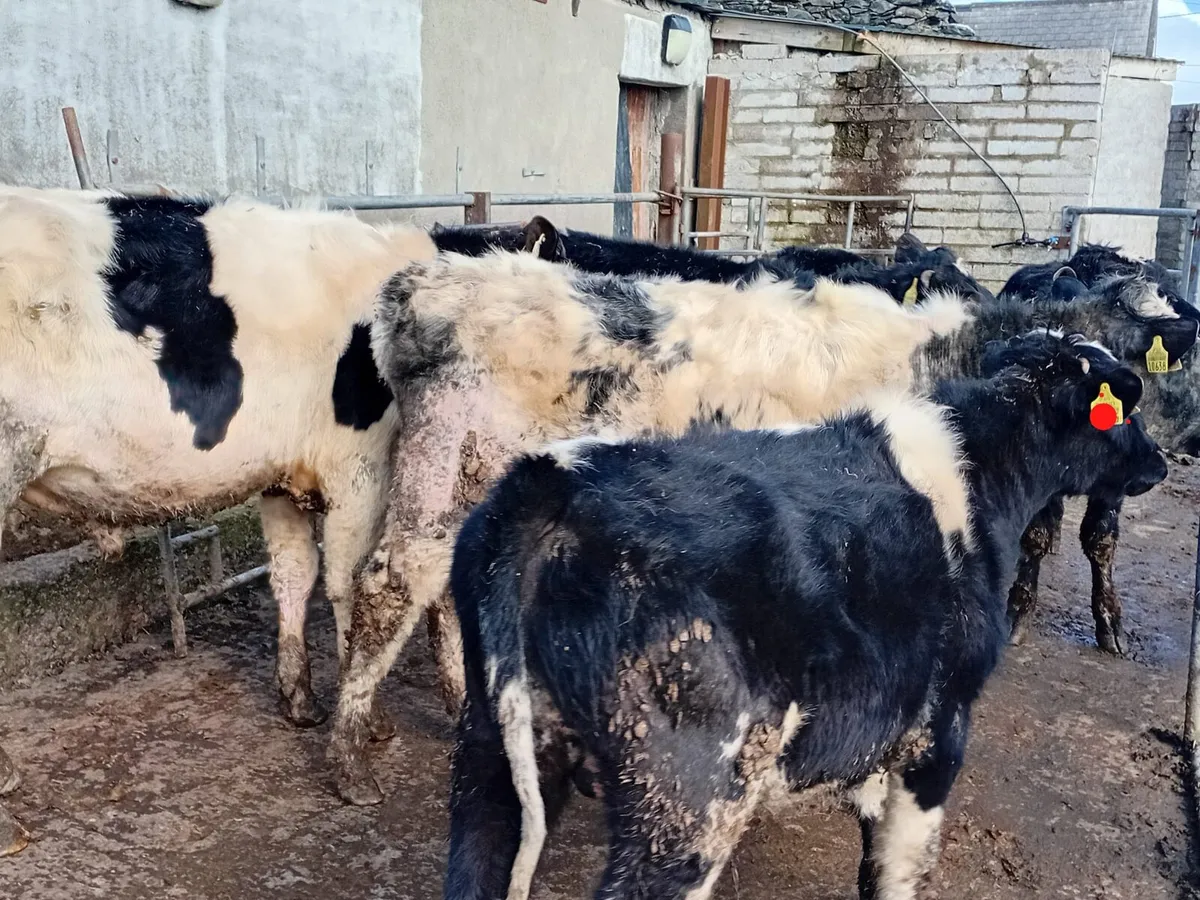 FOR Sale 5 Weanling Bulls - Image 4