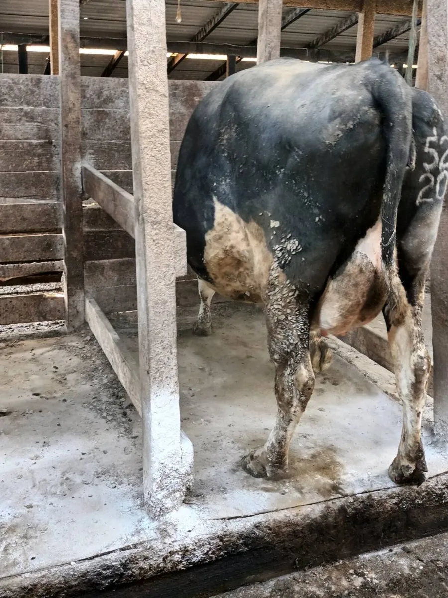 April calving cows - Image 1