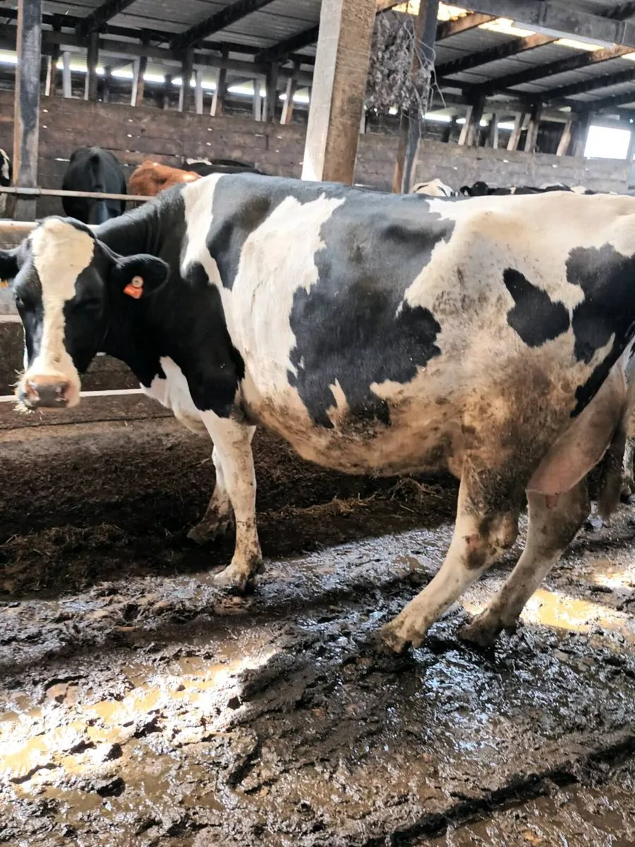 April calving cows - Image 3