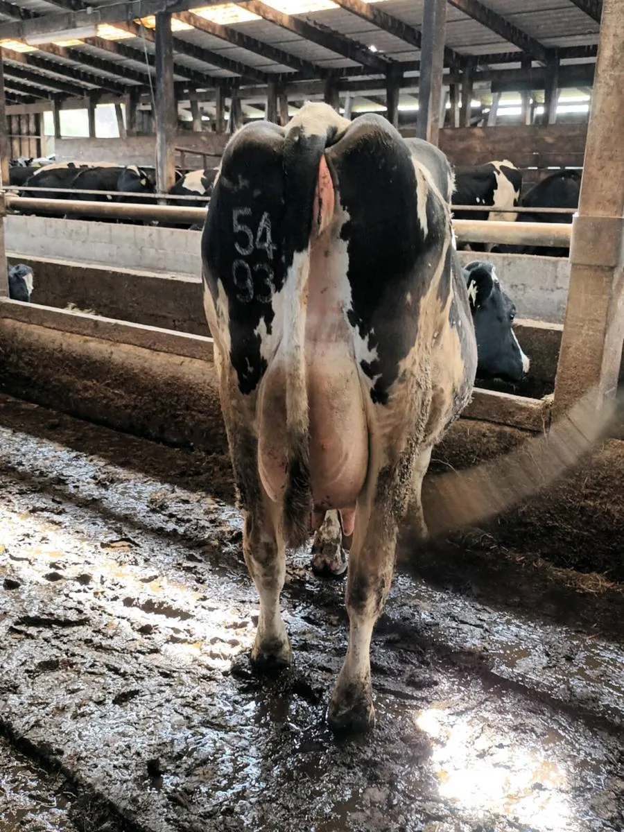 April calving cows - Image 4