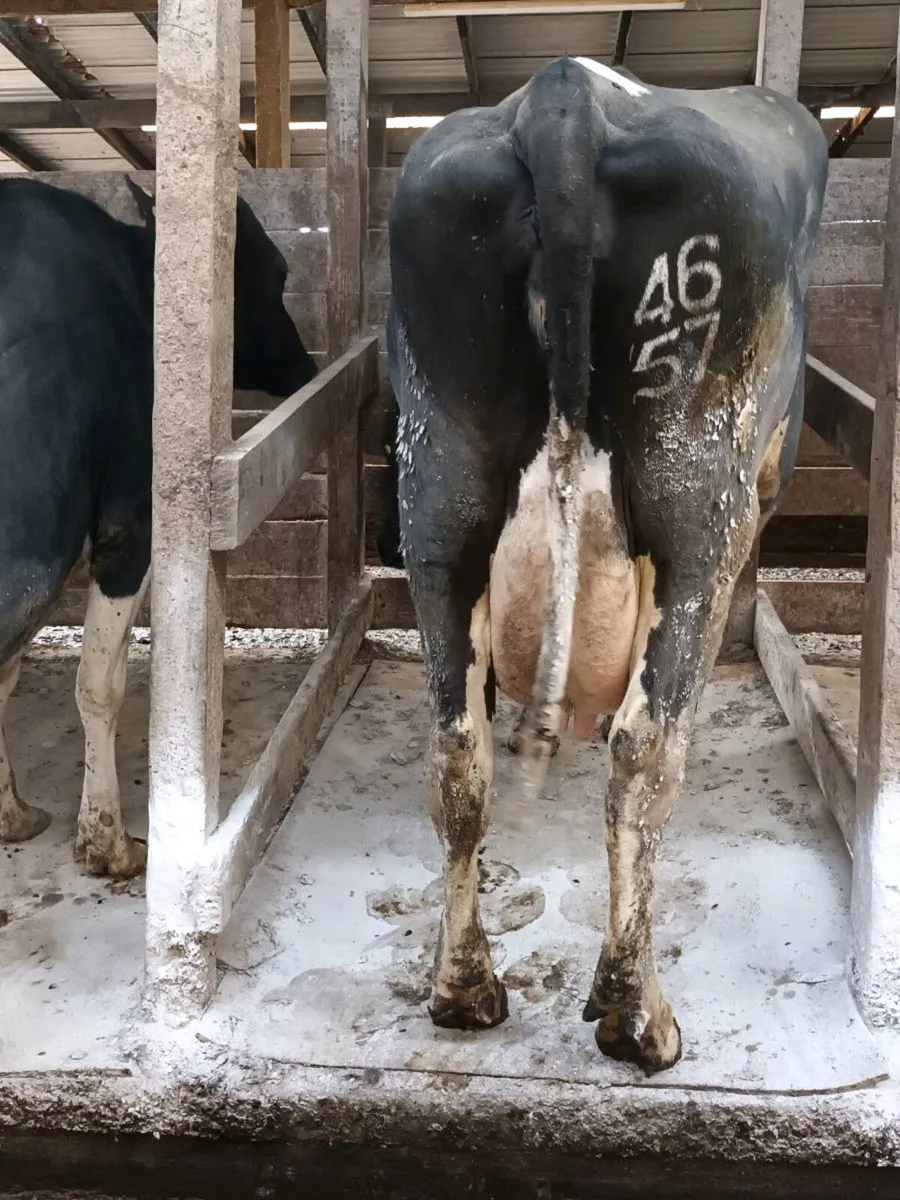 April calving cows - Image 2