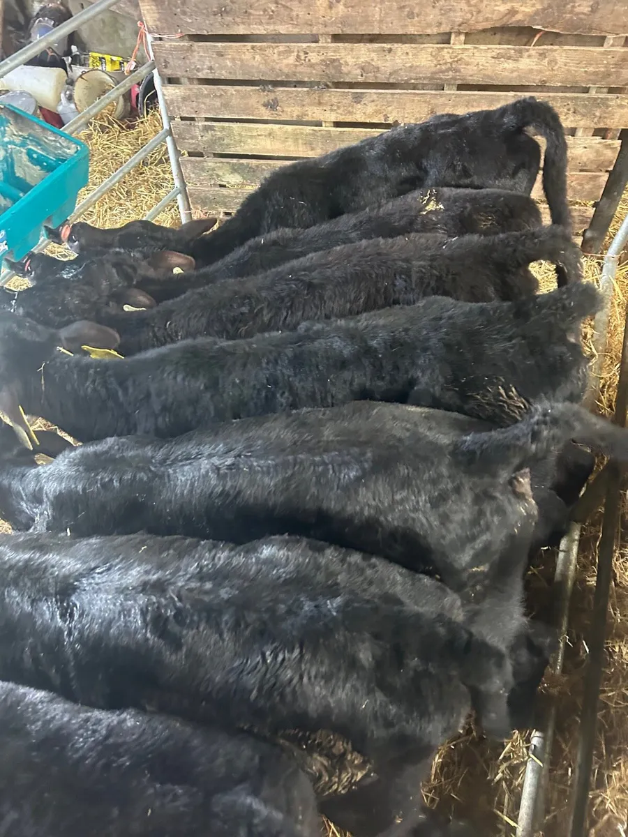 🌟🌟15 ANGUS HEIFER CALVES 🌟🌟 - Image 1