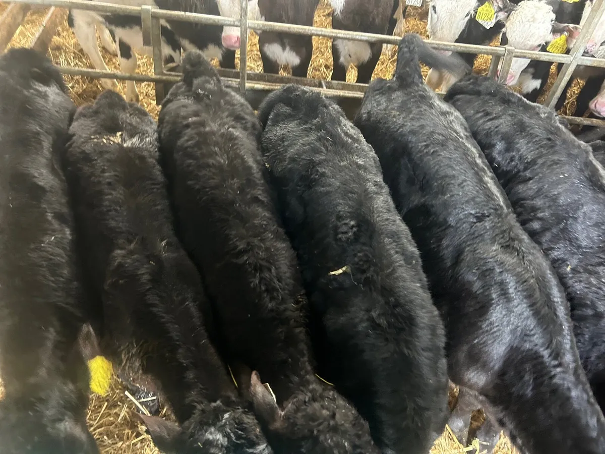 🌟🌟15 ANGUS HEIFER CALVES 🌟🌟 - Image 2