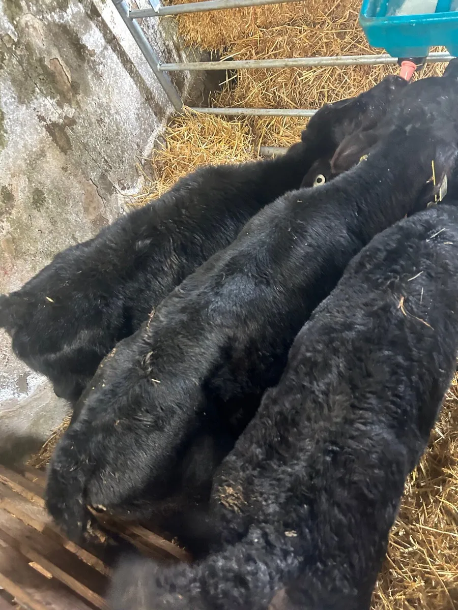 🌟🌟15 ANGUS HEIFER CALVES 🌟🌟 - Image 3