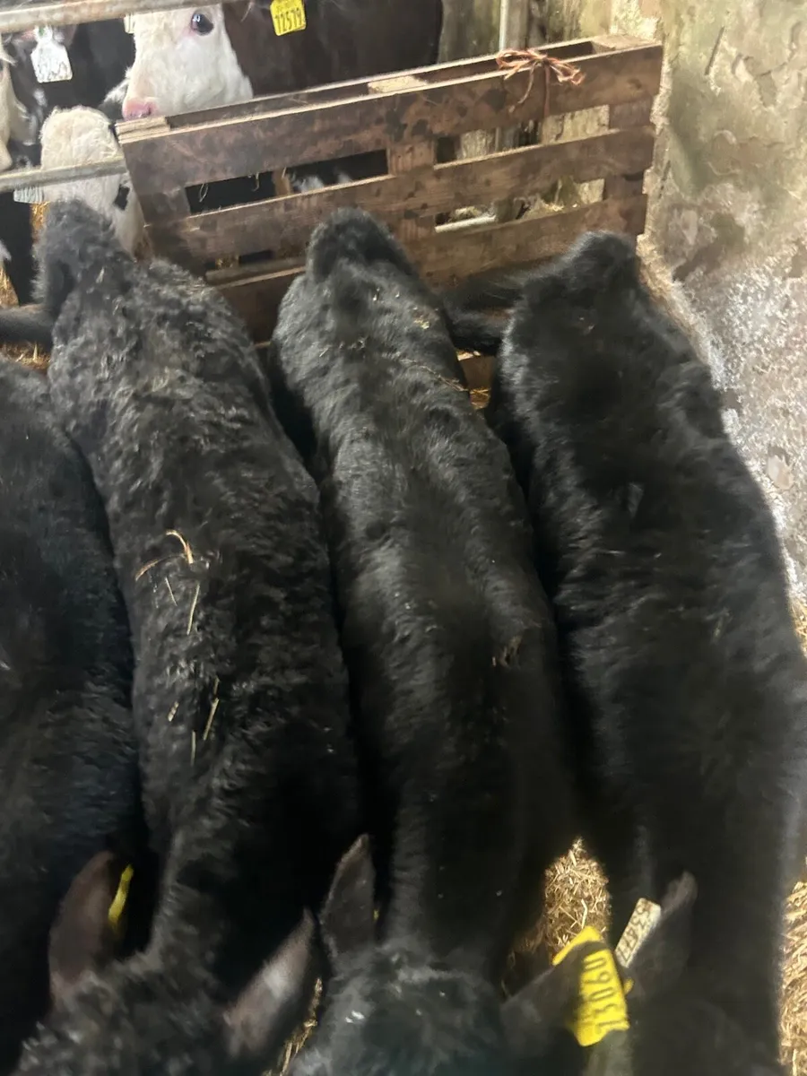 🌟🌟15 ANGUS HEIFER CALVES 🌟🌟 - Image 4