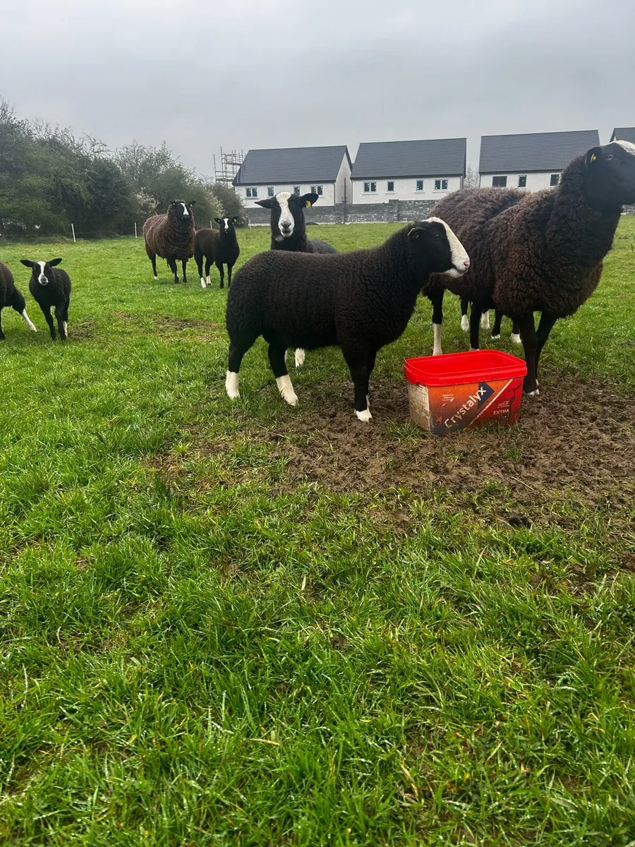 PBNR Mismarked Zwartble Ram Lambs For Sale - Image 2