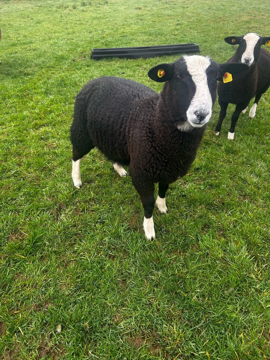 PBNR Mismarked Zwartble Ram Lambs For Sale - Image 1