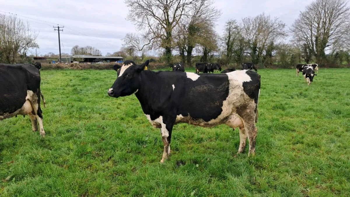 Dairy Clerance Cork Marts Corrin Friday 10th - Image 3