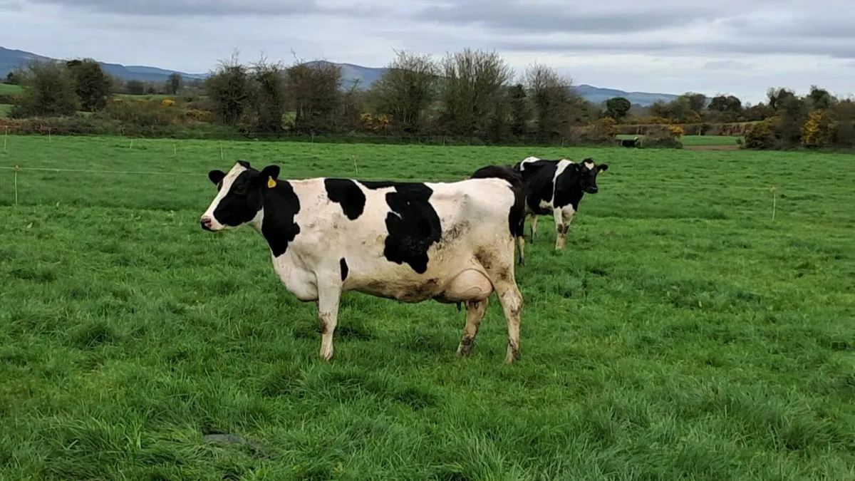 Dairy Clerance Cork Marts Corrin Friday 10th - Image 1