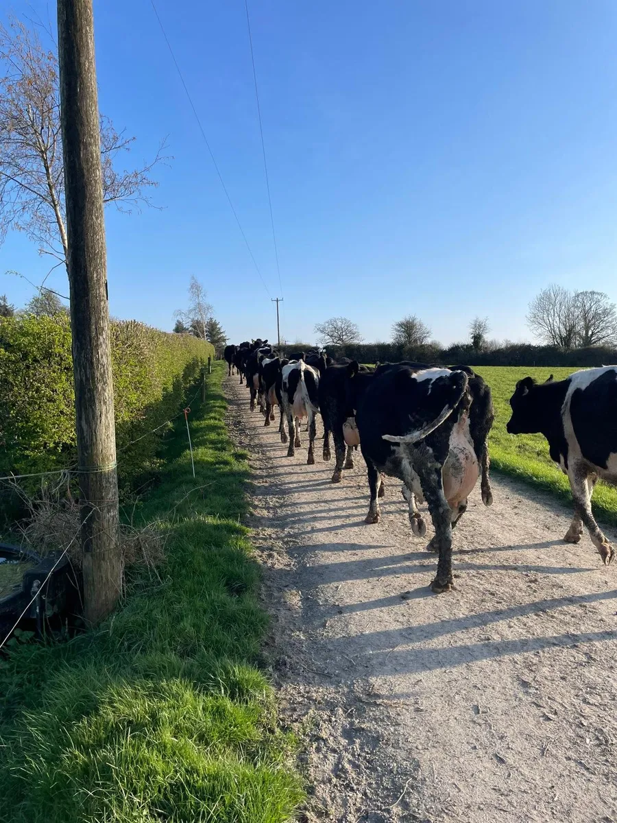 Dairy Clerance Cork Marts Corrin Friday 10th - Image 2