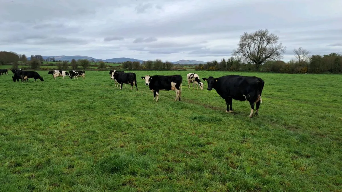 Dairy Clerance Cork Marts Corrin Friday 10th - Image 4