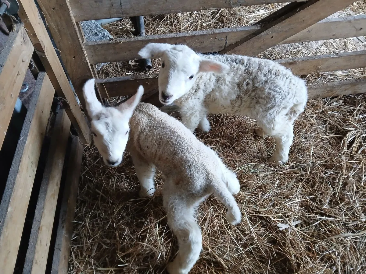 Pet Lambs