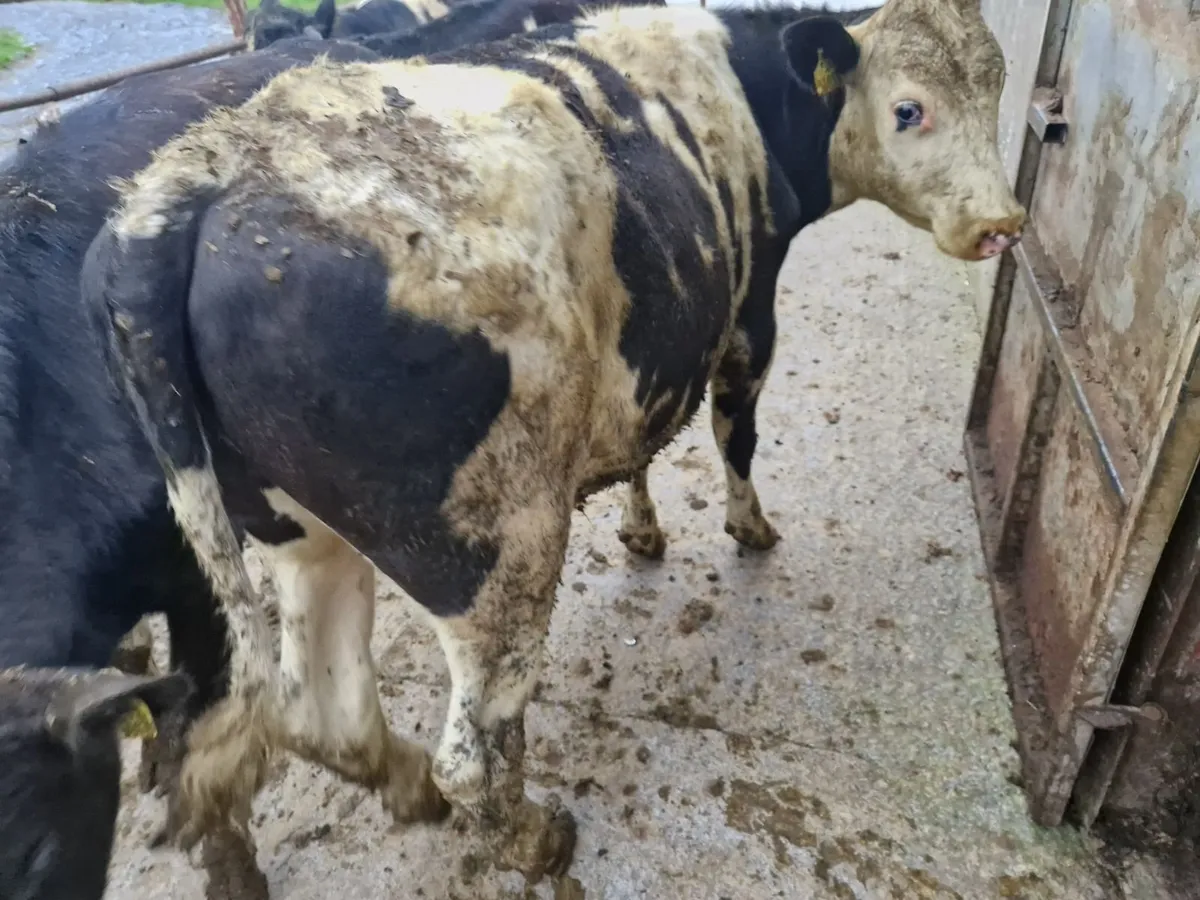 Fr yearlings - Image 1