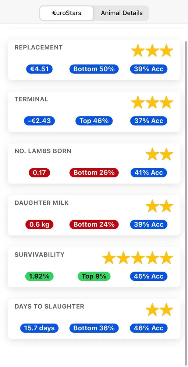 PBNR Mismarked Zwartble Ram Lambs For Sale - Image 3