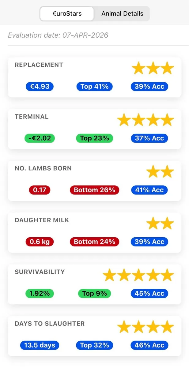 PBNR Mismarked Zwartble Ram Lambs For Sale - Image 4