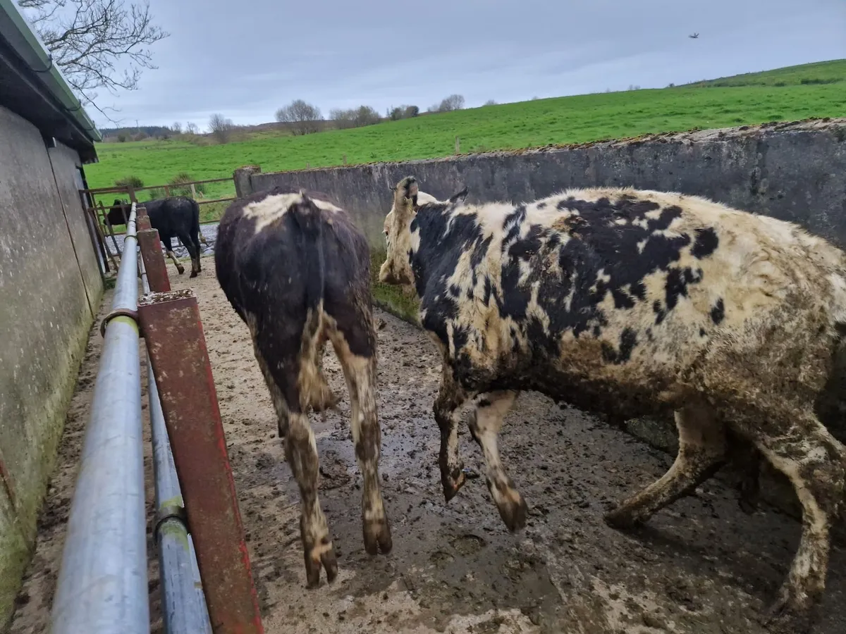 Fr yearlings - Image 2