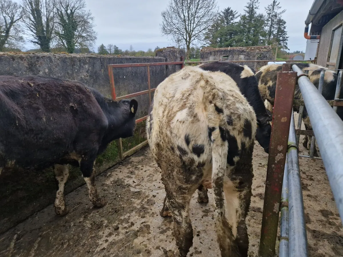 Fr yearlings - Image 3