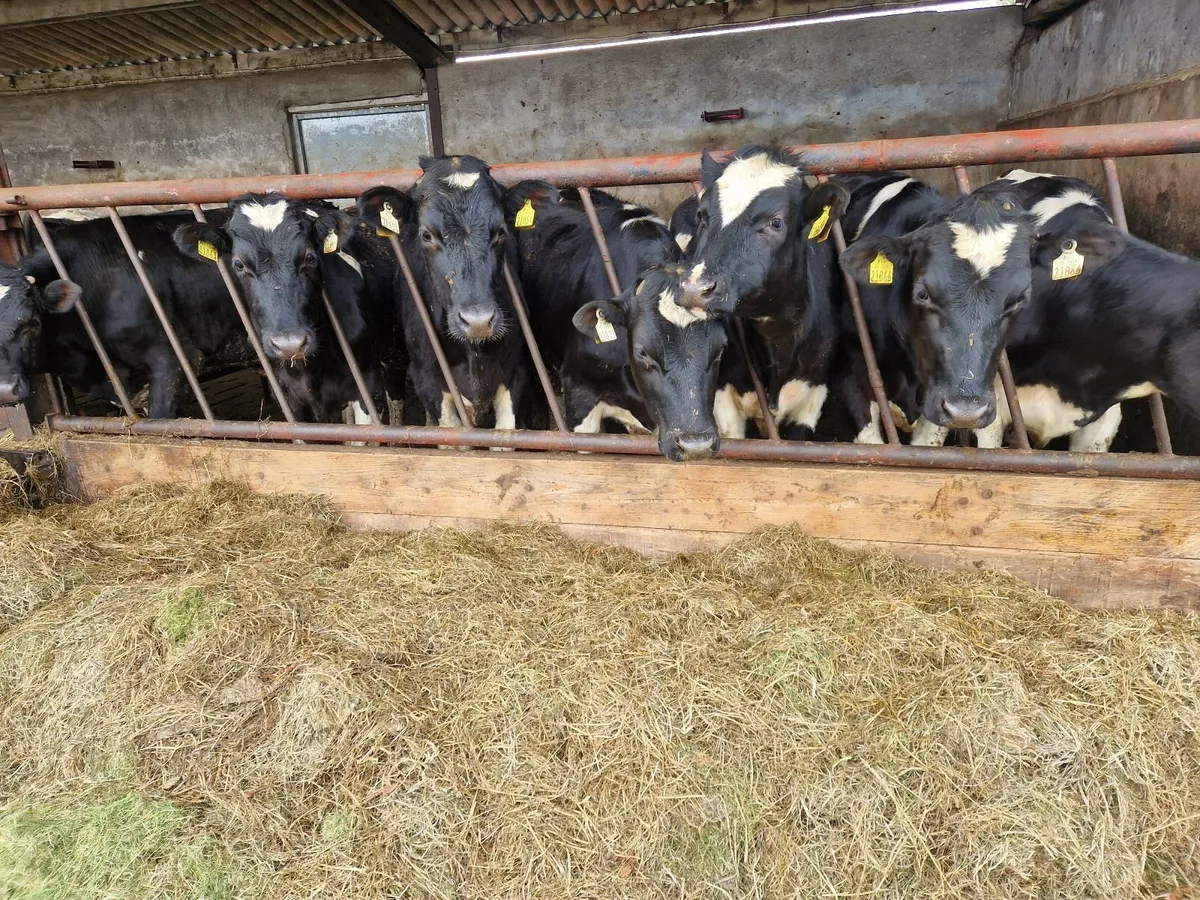 Fr yearlings - Image 4