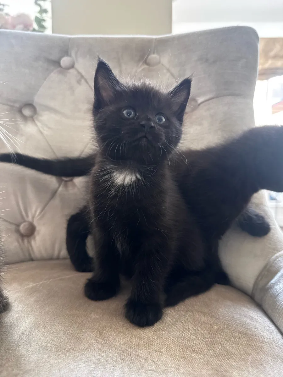 Crossed Maine Coon Kittens - Image 4