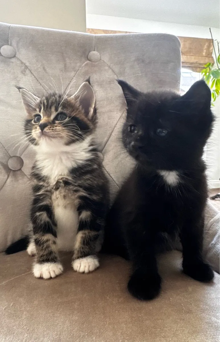Crossed Maine Coon Kittens - Image 1