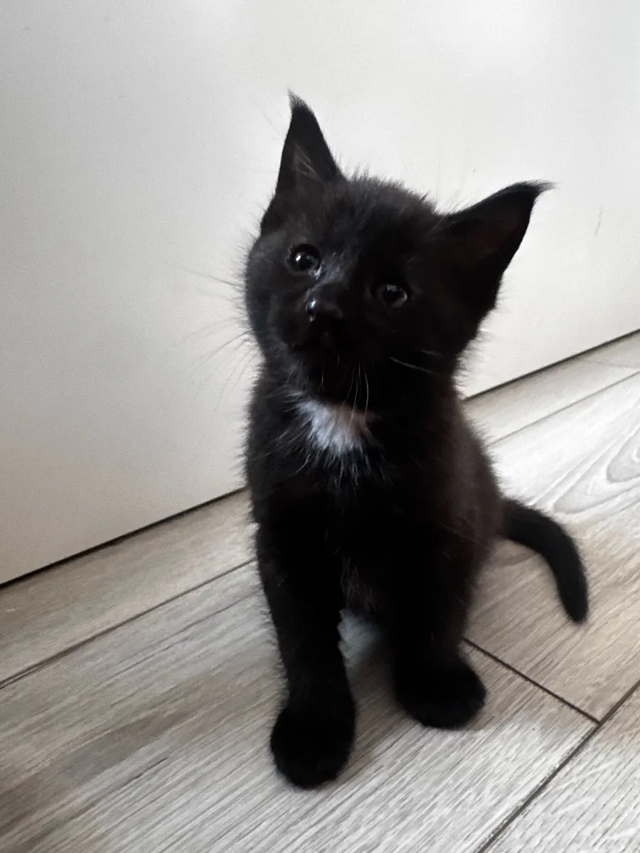 Crossed Maine Coon Kittens - Image 2