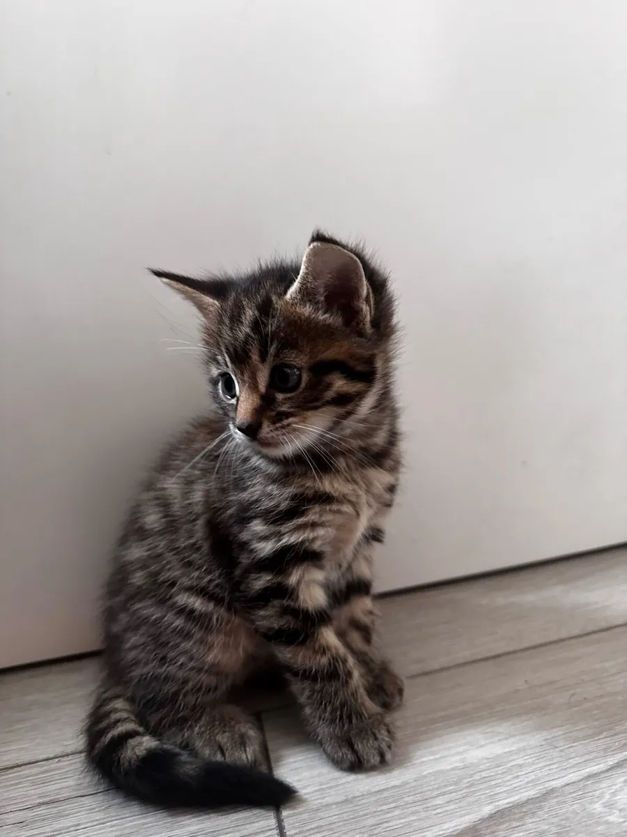 Crossed Maine Coon Kittens - Image 3