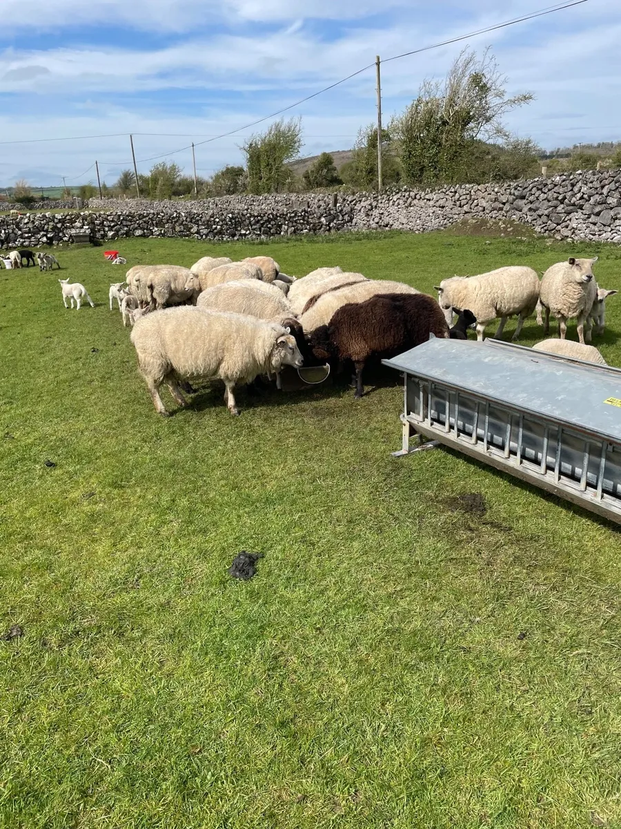 Sheep and lambs on foot - Image 1