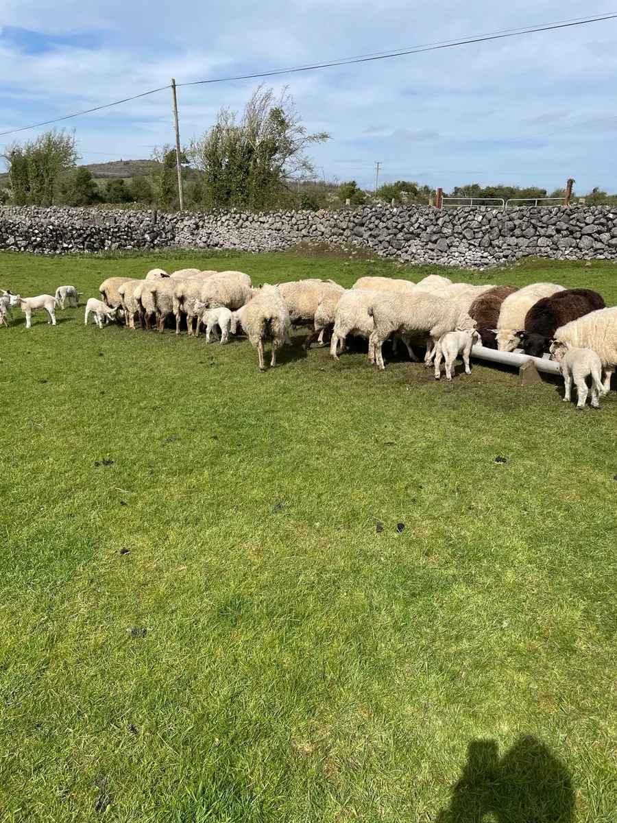 Sheep and lambs on foot - Image 2