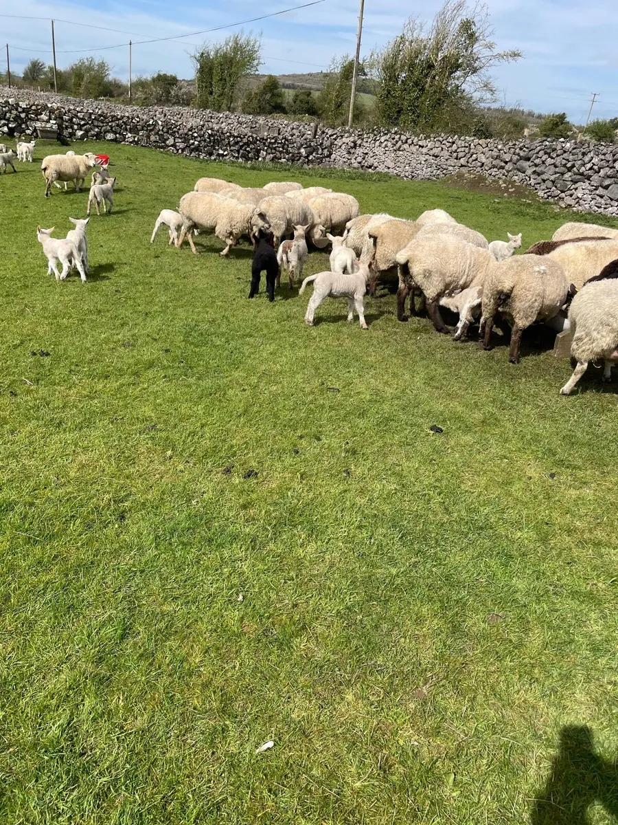 Sheep and lambs on foot - Image 3