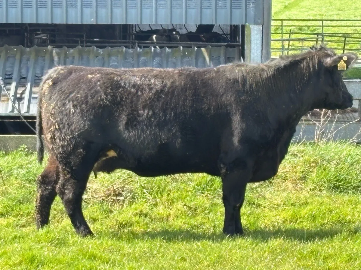Pedigree Angus cow and pedigree heifer calf - Image 2