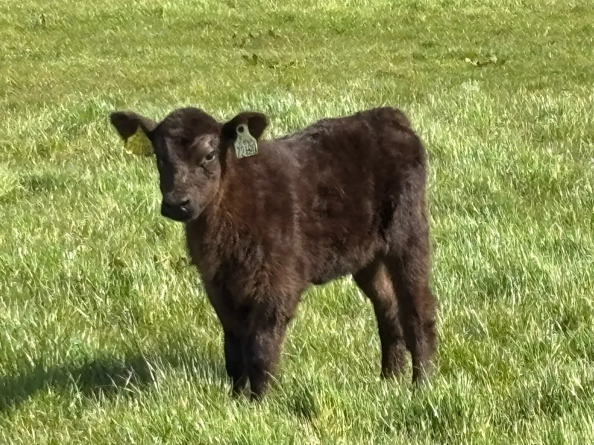 Pedigree Angus cow and pedigree heifer calf - Image 3