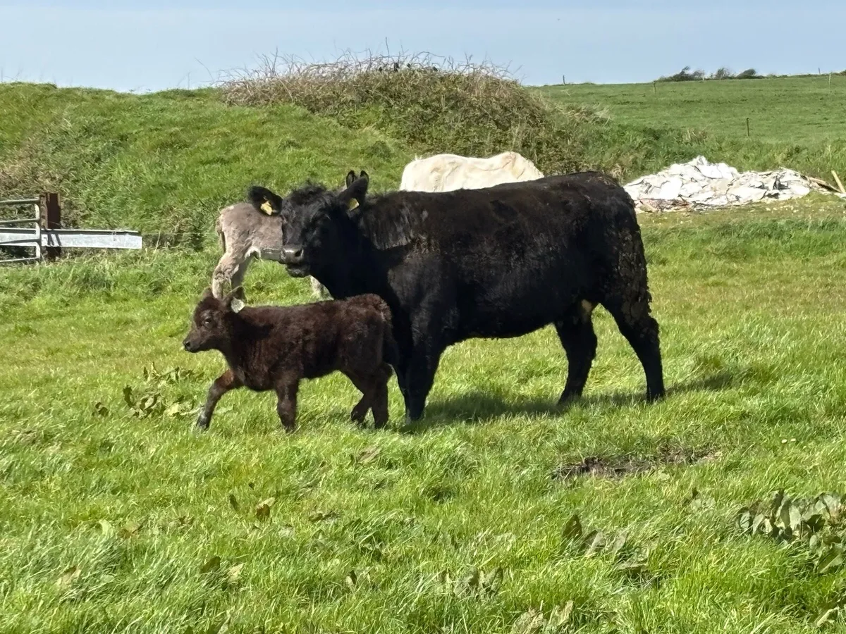 Pedigree Angus cow and pedigree heifer calf - Image 1