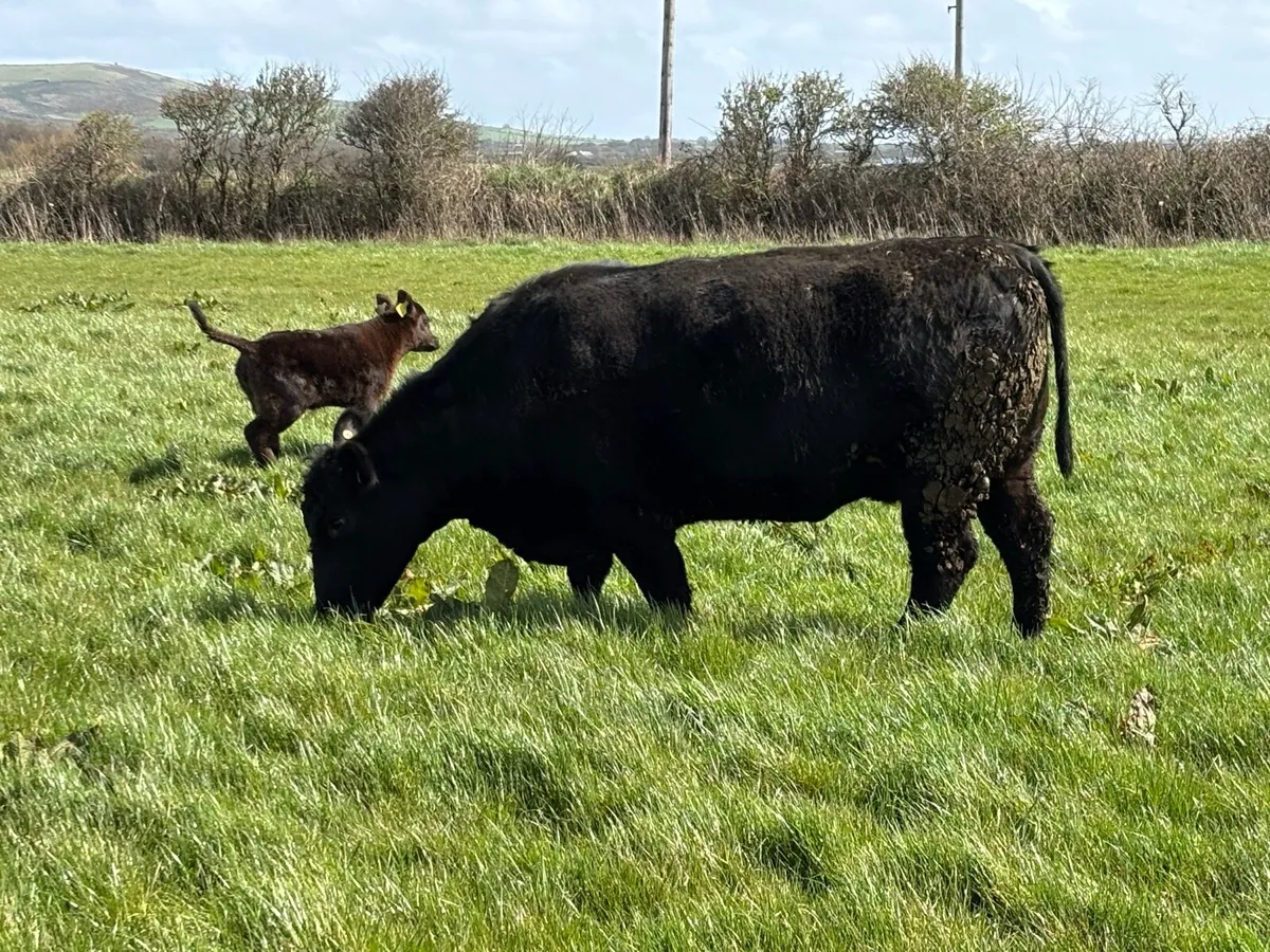 Pedigree Angus cow and pedigree heifer calf - Image 4