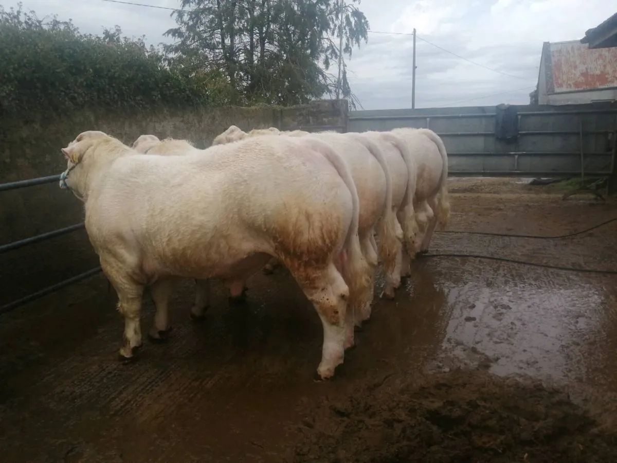 Pedigree charolais bulls - Image 1