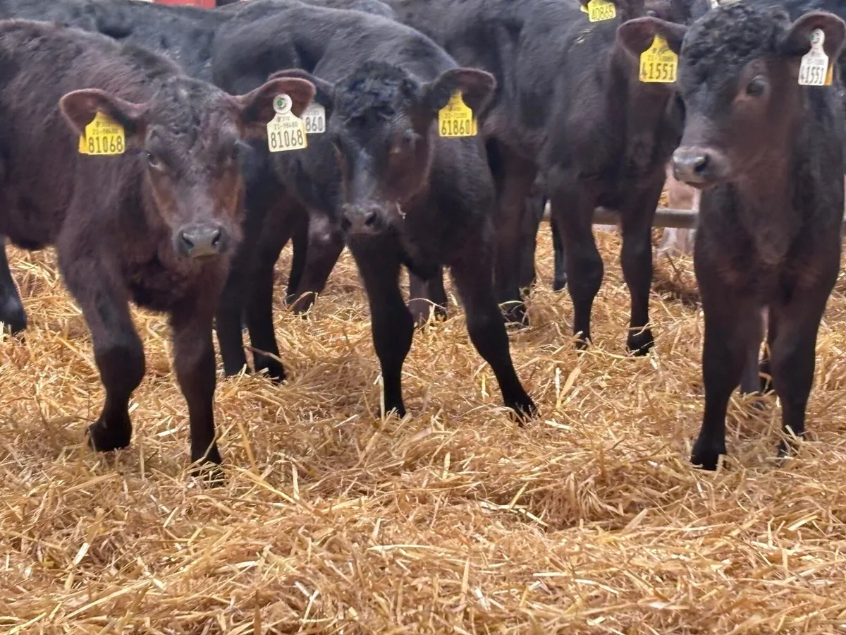 14 top quality ANGUS HEIFER Calves for sale - Image 2