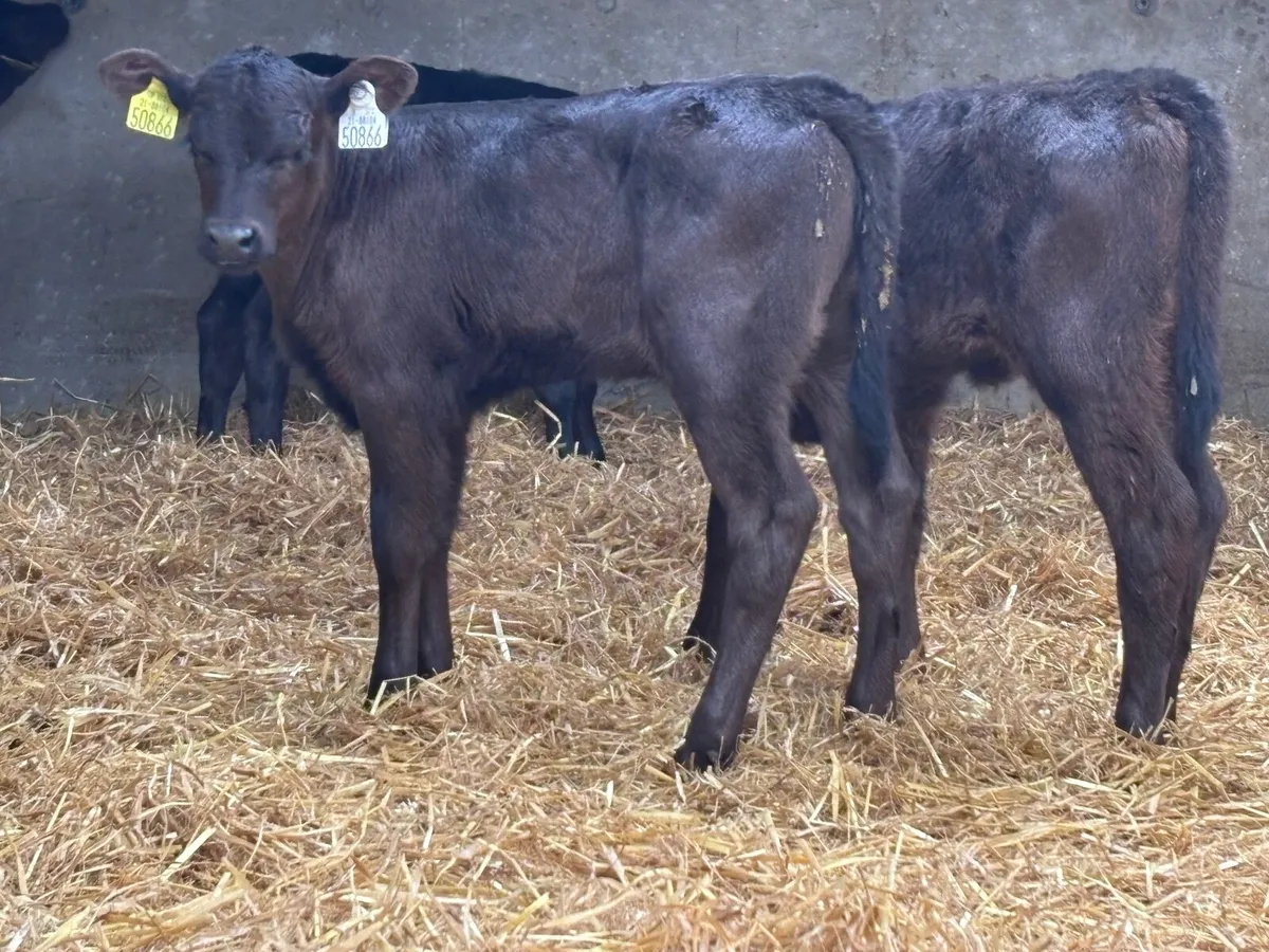14 top quality ANGUS HEIFER Calves for sale - Image 3