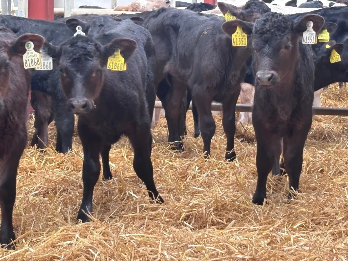 14 top quality ANGUS HEIFER Calves for sale - Image 4