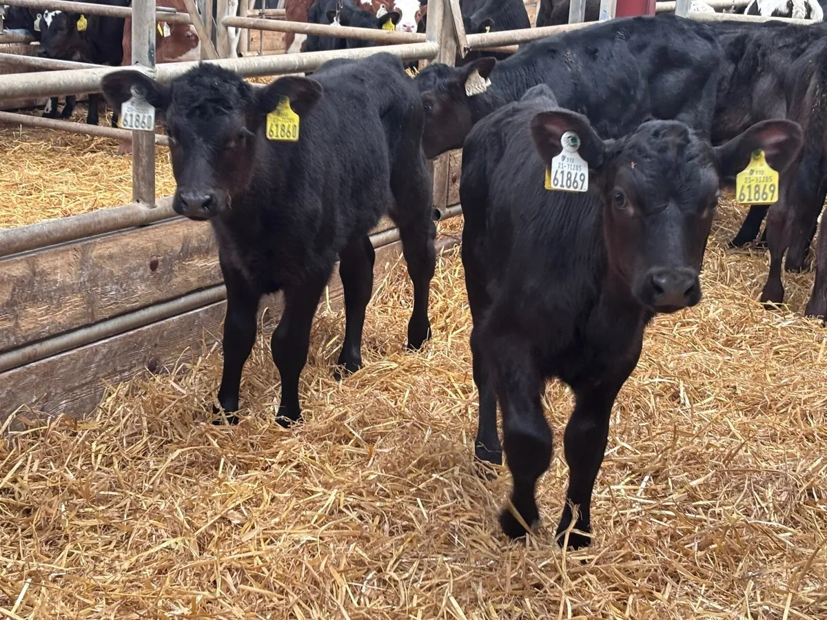 14 top quality ANGUS HEIFER Calves for sale - Image 1