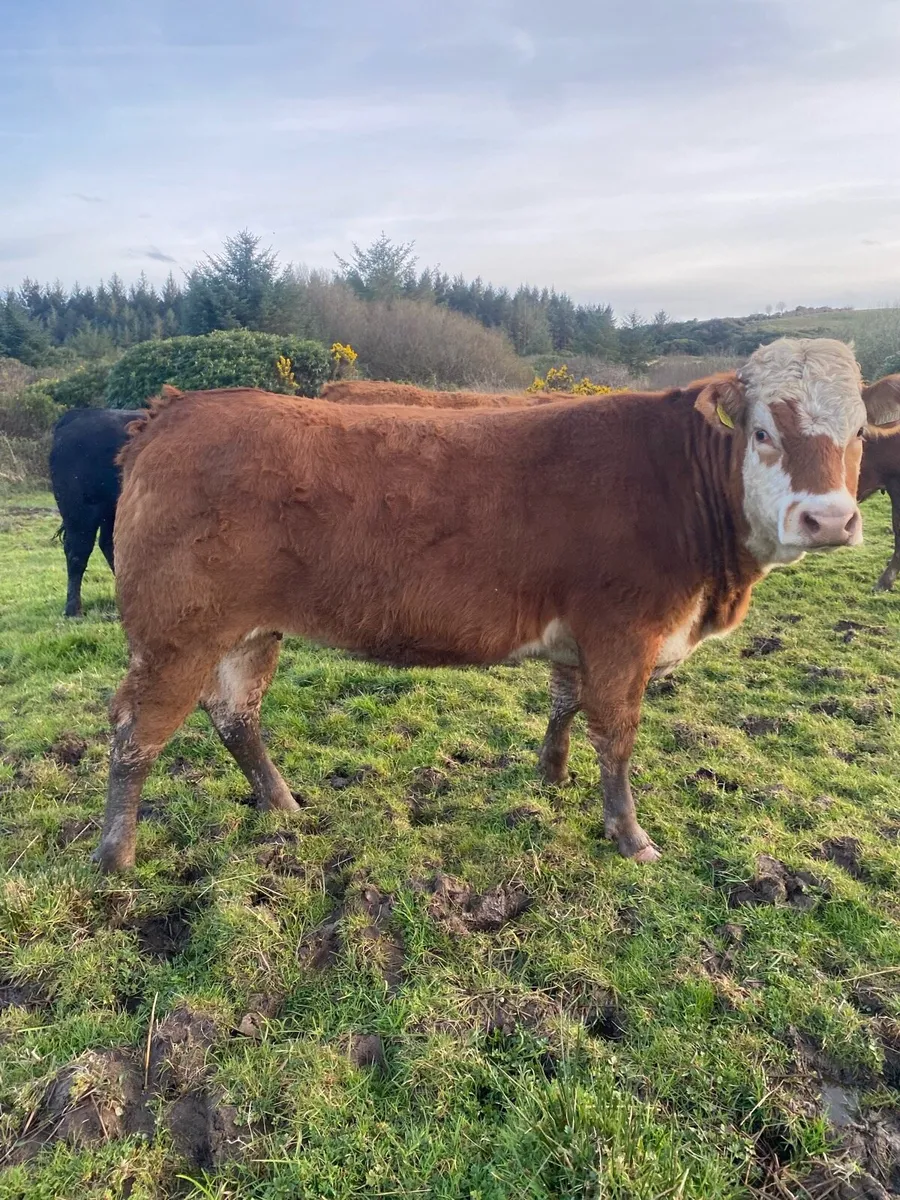 2 cow makers for Gort mart Thursday night - Image 1