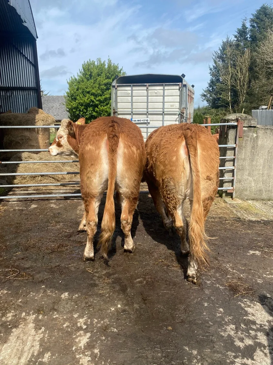 2 cow makers for Gort mart Thursday night - Image 3