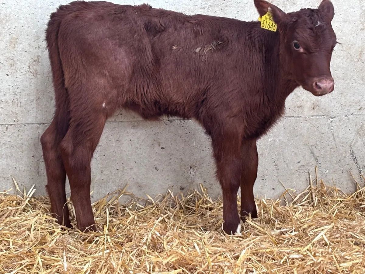 Red shorthorn heifer calf for sale - Image 3