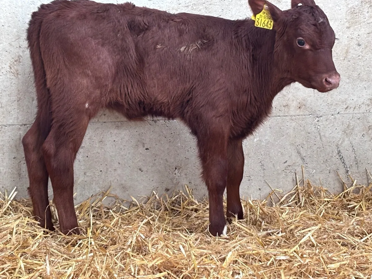 Red shorthorn heifer calf for sale - Image 4