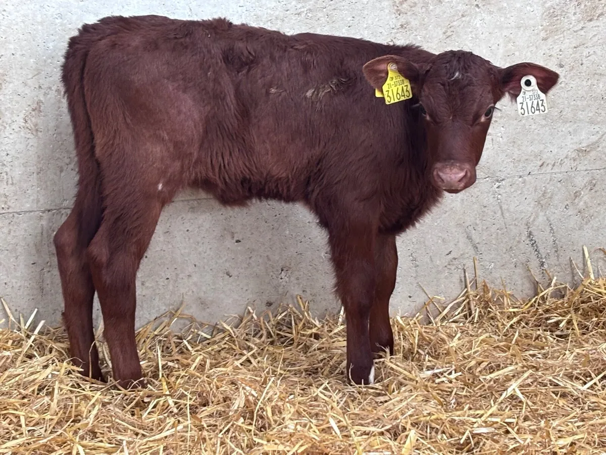 Red shorthorn heifer calf for sale - Image 2