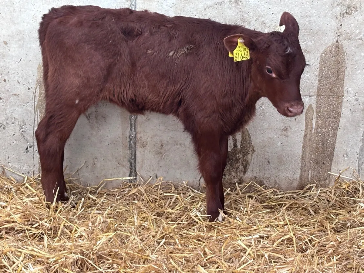 Red shorthorn heifer calf for sale - Image 1