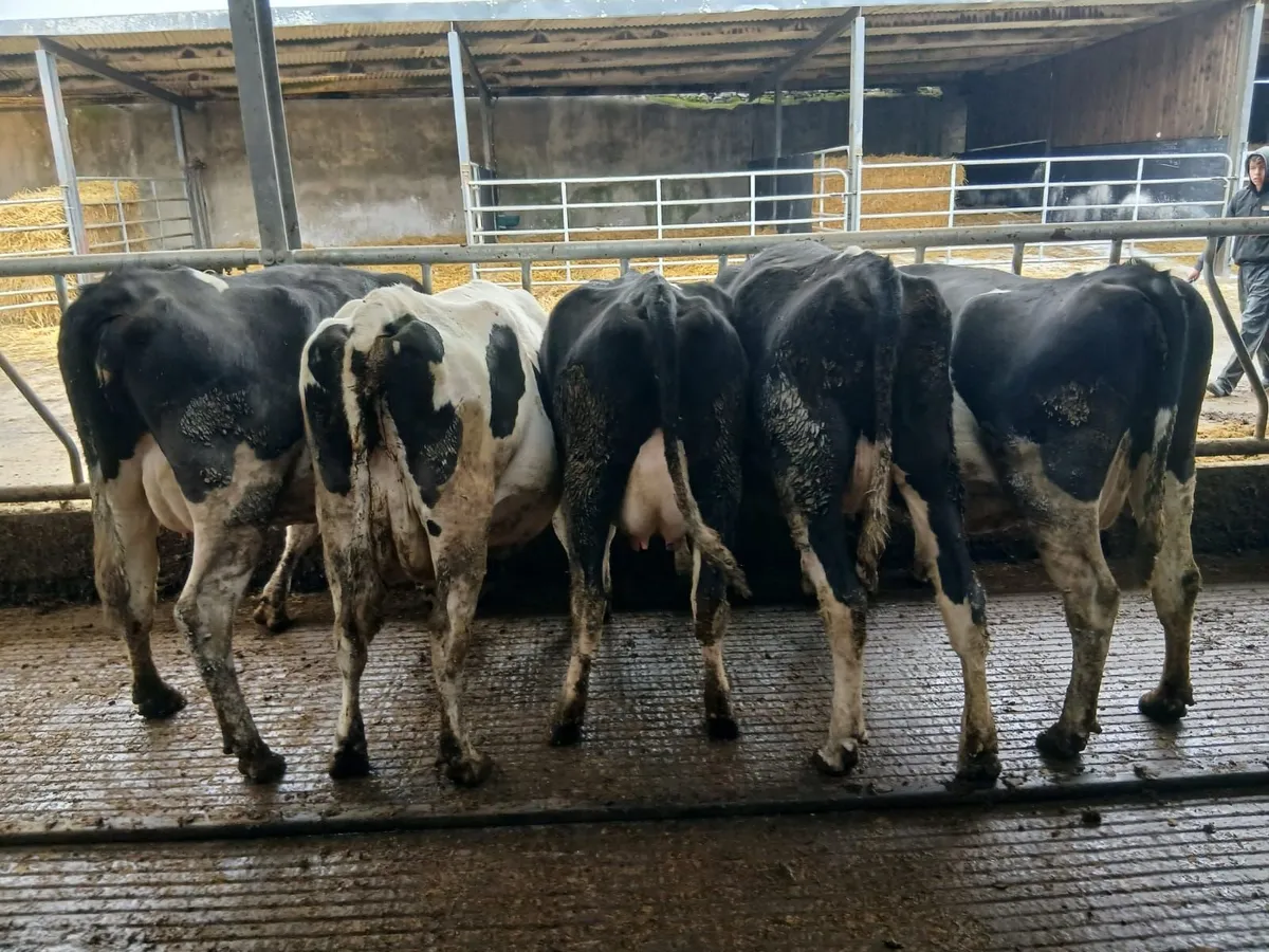 Dairy Cows - Image 3