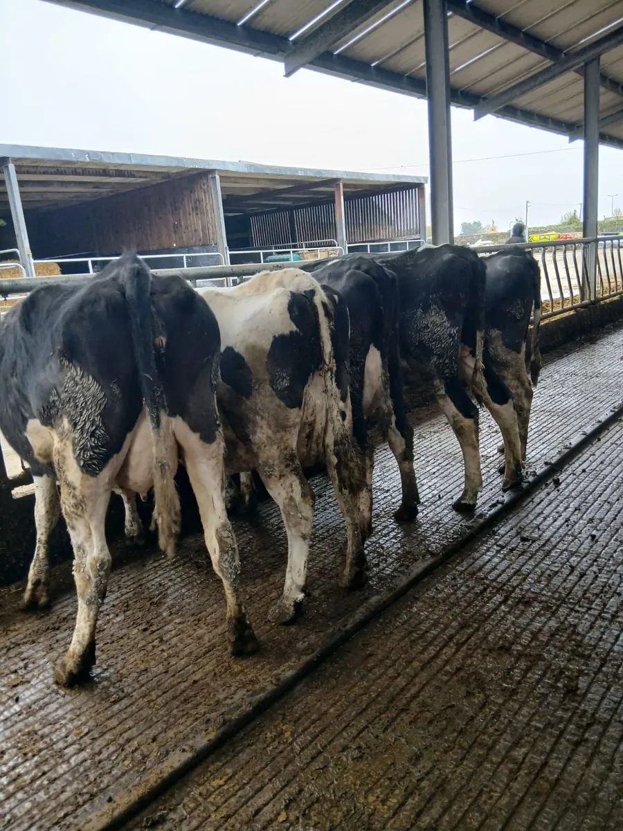 Dairy Cows - Image 1