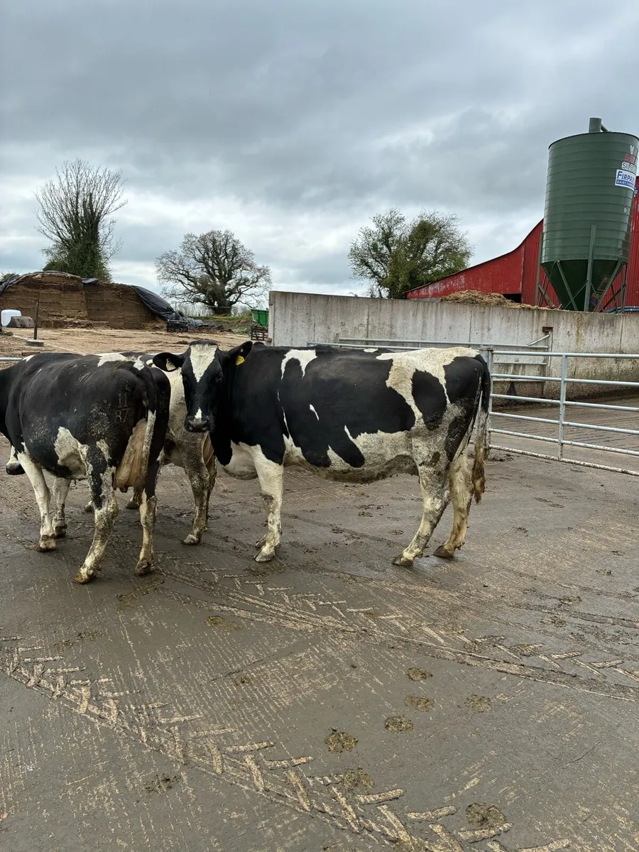 In calf cows - Image 1