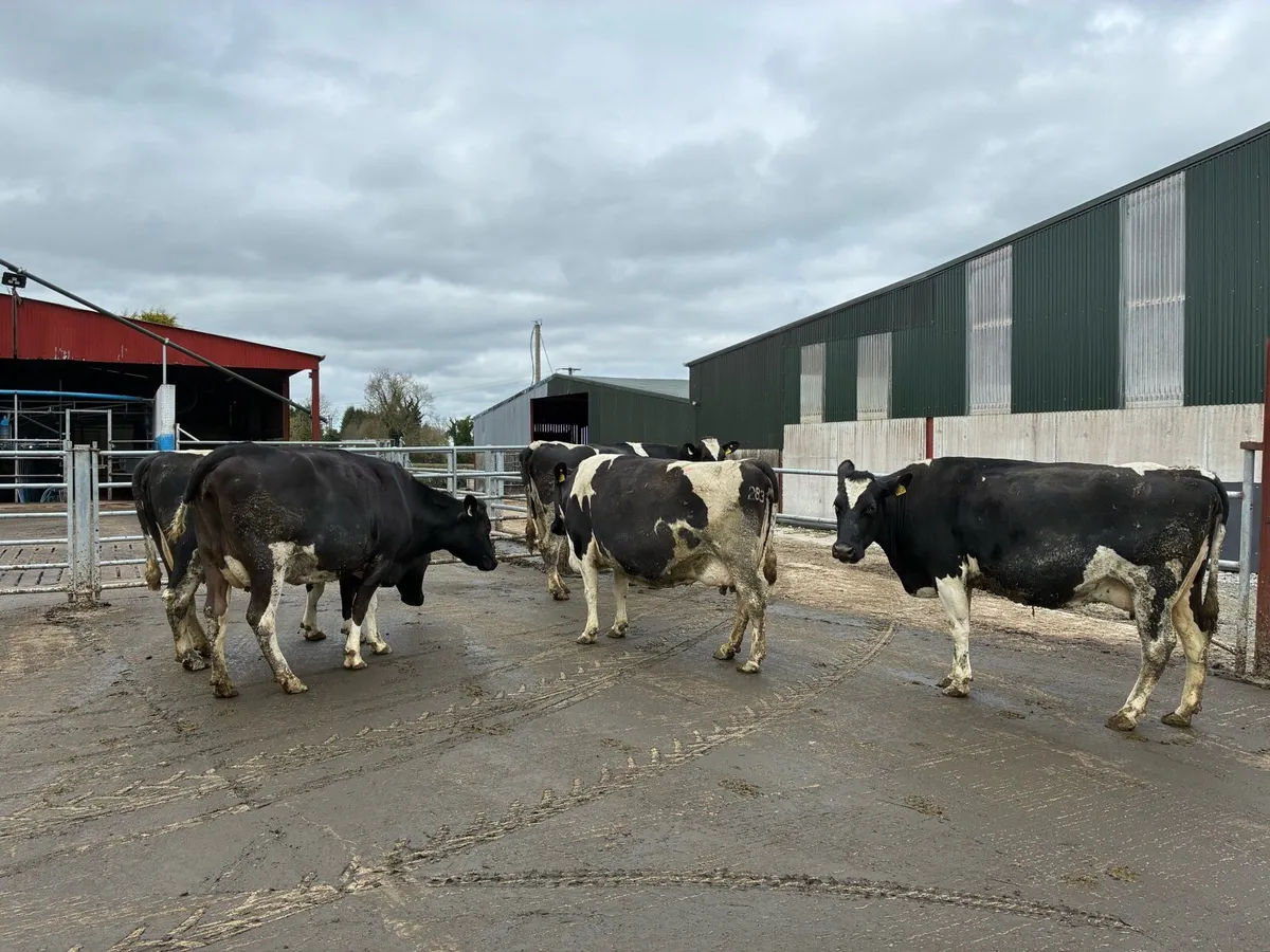 In calf cows - Image 3